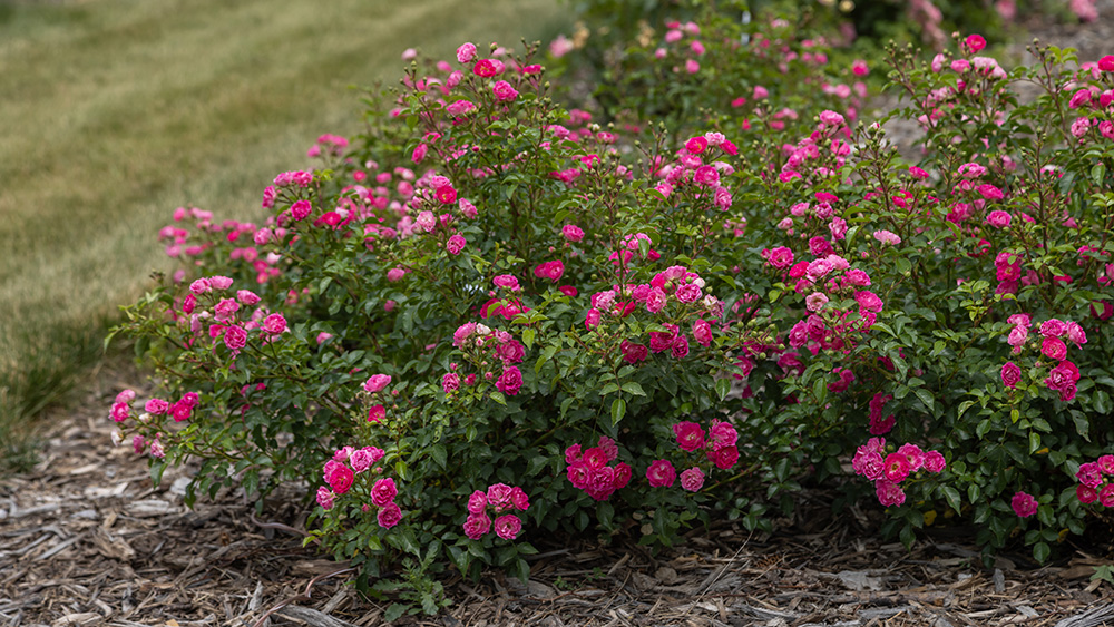 Little Mischief rose bush covered in pink rose blooms