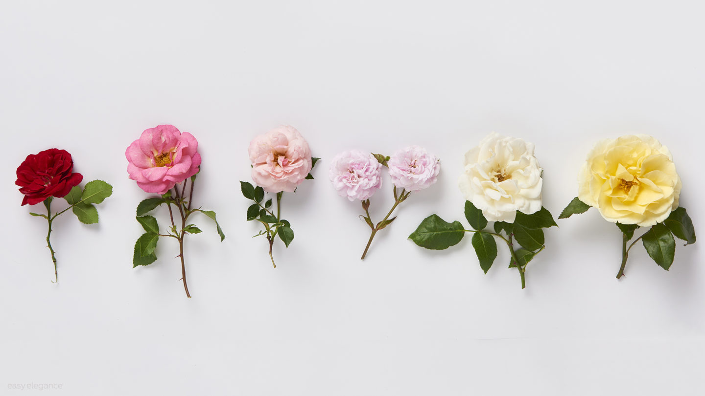 Easy Elegance rose flowers on white background