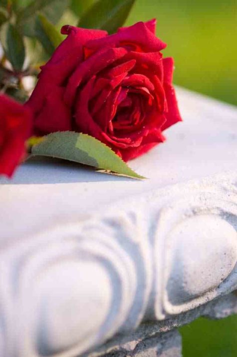 Kashmir rose flower on concrete bench
