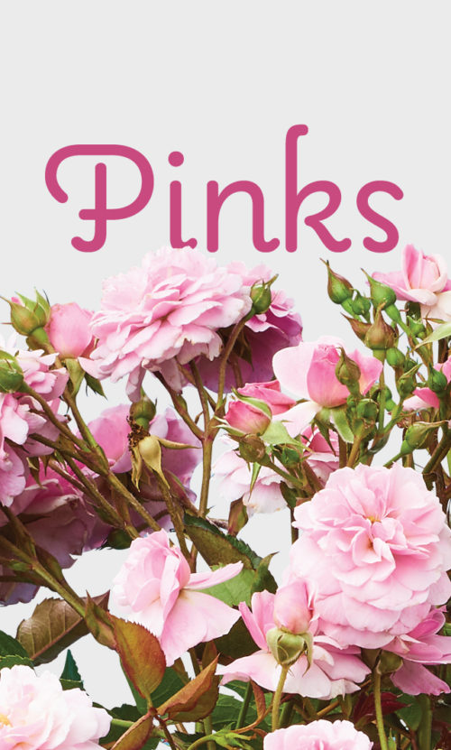 Pink rose header