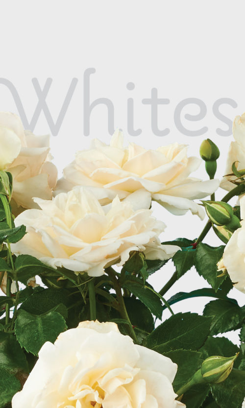 White rose header