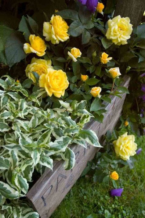 High Voltage flowering shrub rose with Cool Splash Diervilla