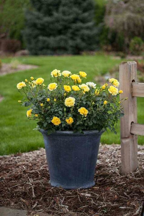 Yellow Submarine flowering shrub rose in dark decorative container