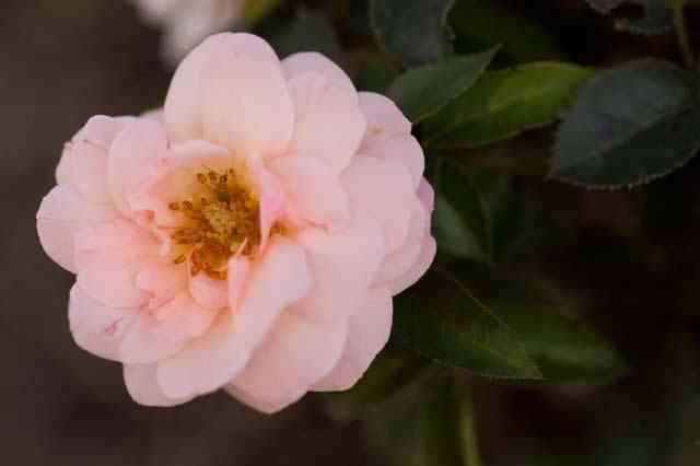 Calypso rose flower