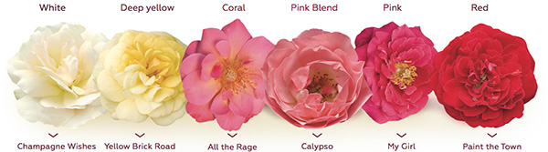 Roses You Can Grow™ | Easy Elegance