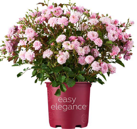 Easy Elegance Roses