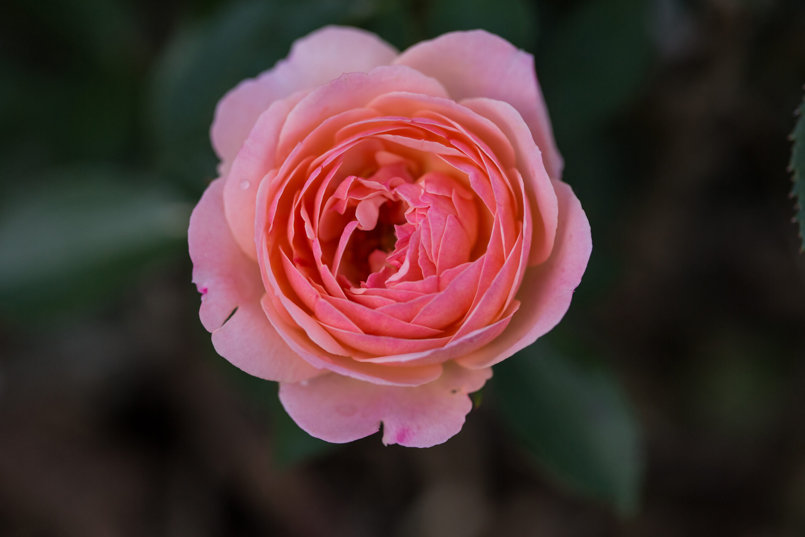 Calypso Rose Easy Elegance