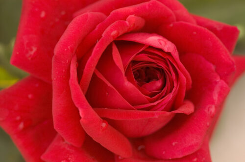 Kashmir Rose