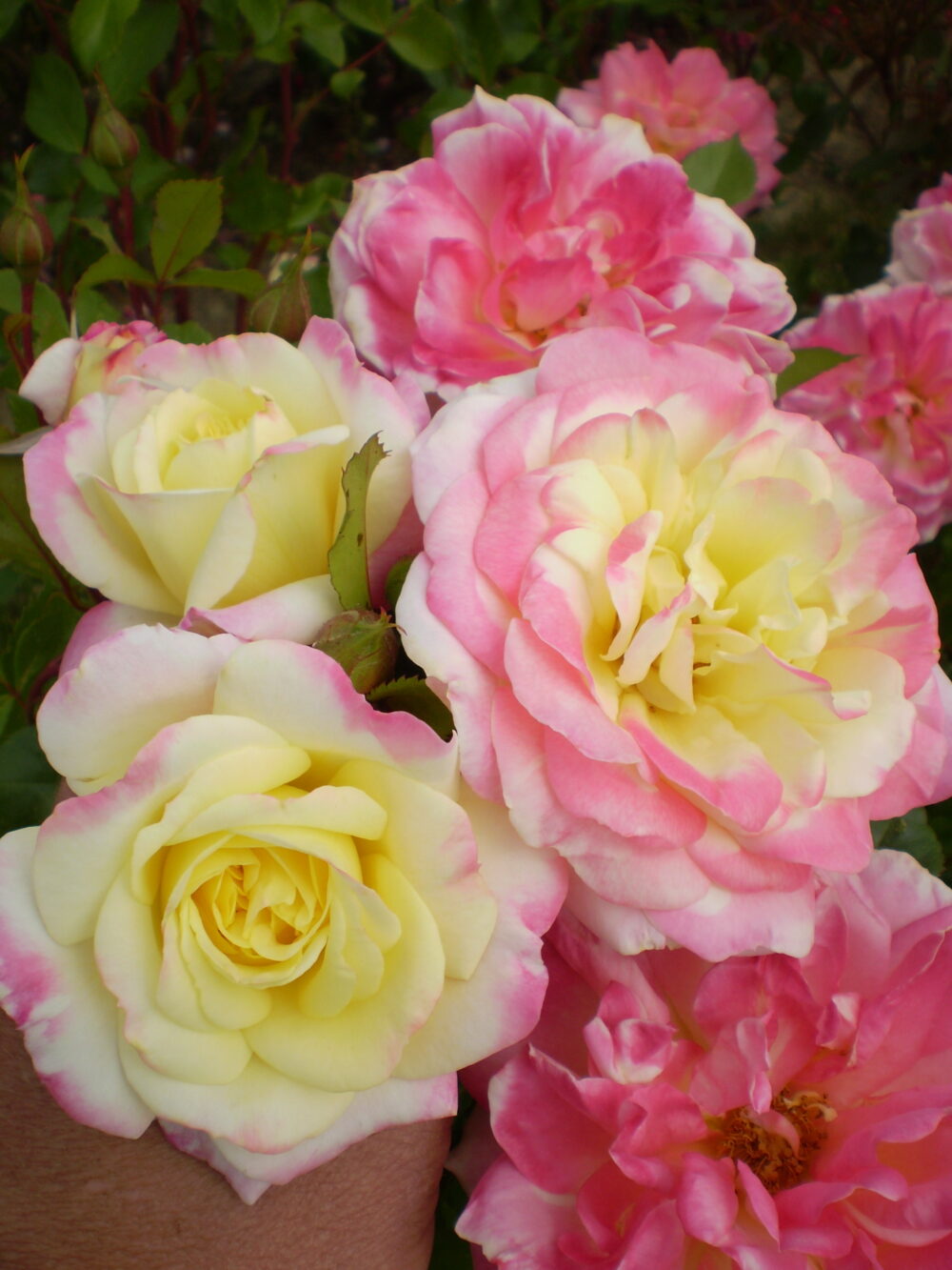 Music Box Rose Easy Elegance