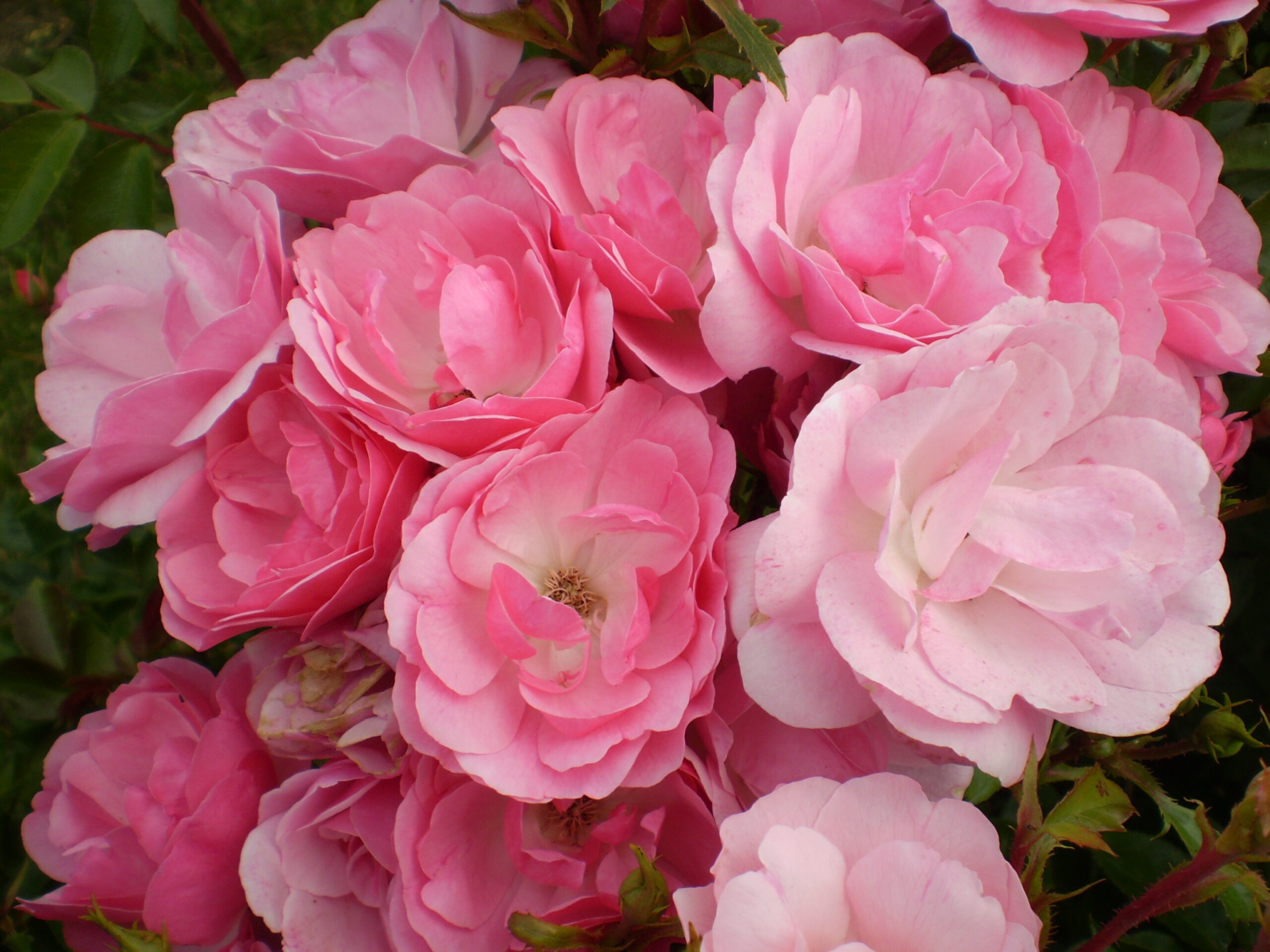 Pinktopia Rose | Easy Elegance