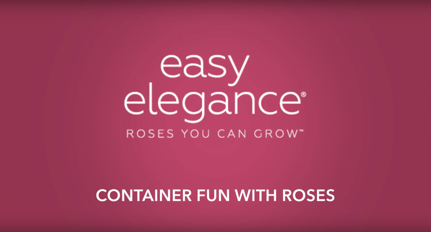 Container Fun with Roses Title Screen