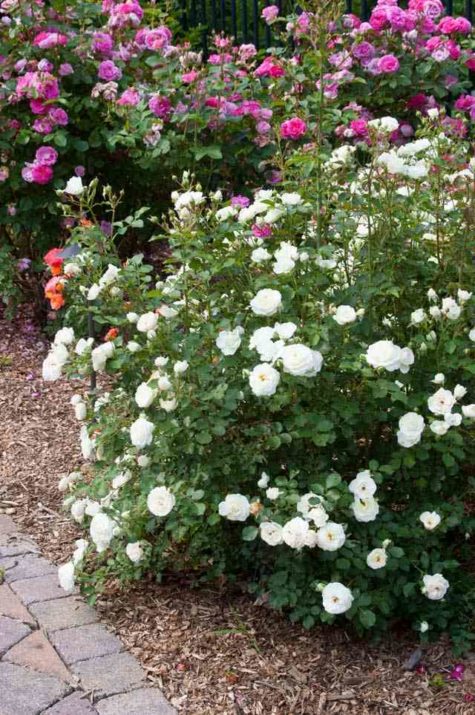 Snowdrift flowering shrub rose in the landscape