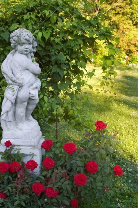 Kashmir rose planted by garden statue