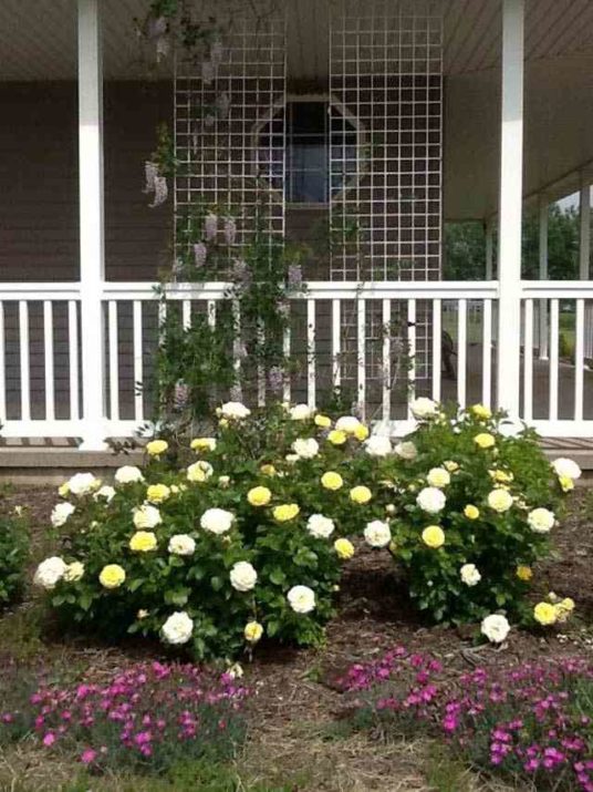 High Voltage rose in front of porch