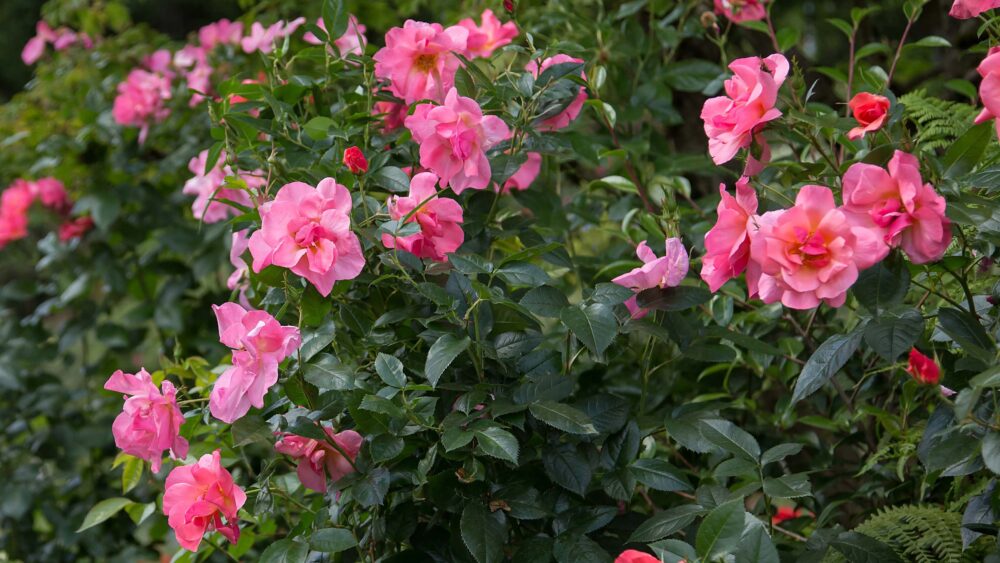 How to Fertilize Roses | Easy Elegance