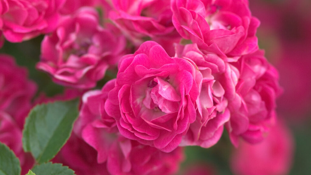 RosaEasyEleganceLittleMischief