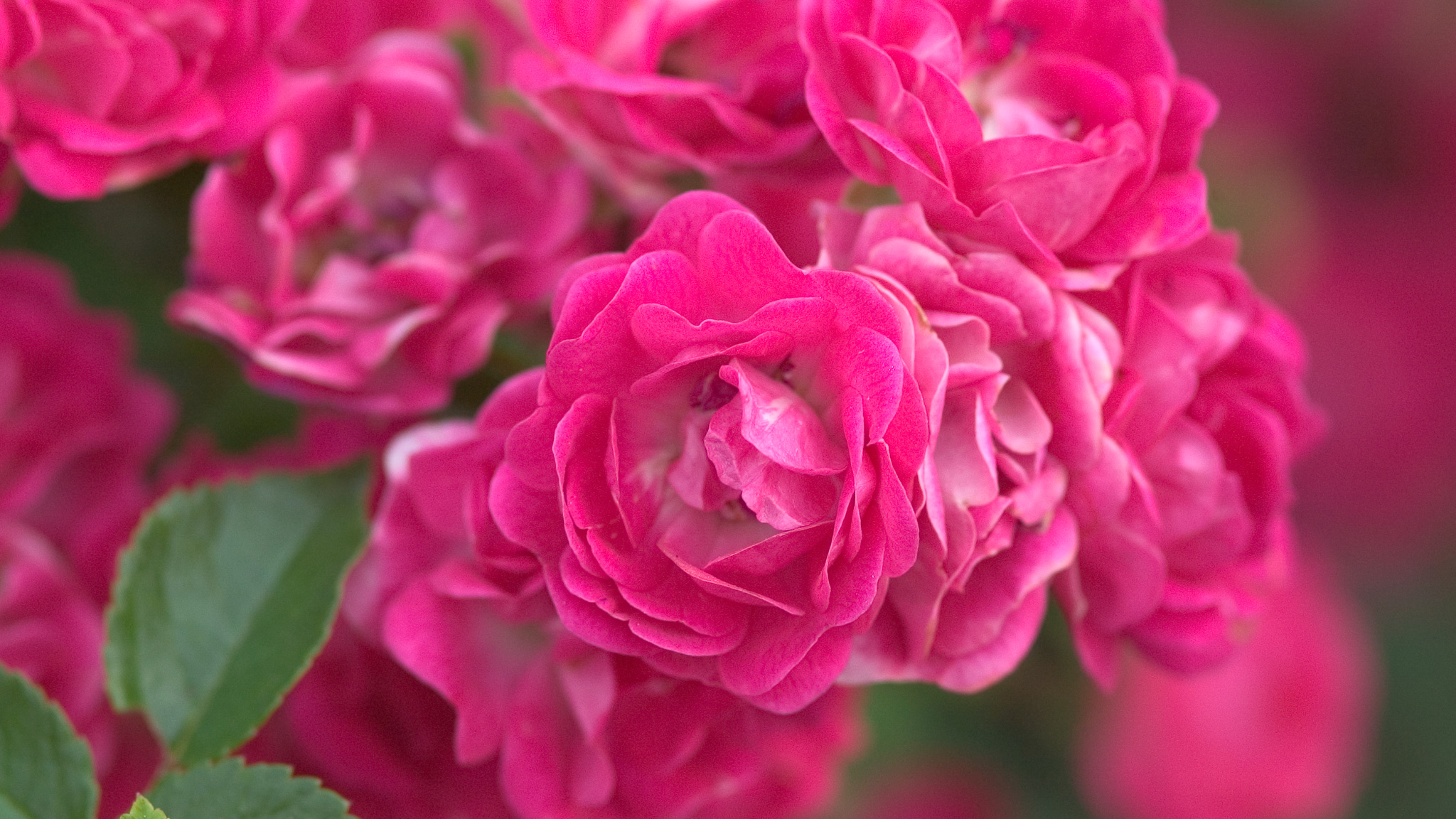 Little Mischief Rose | Easy Elegance