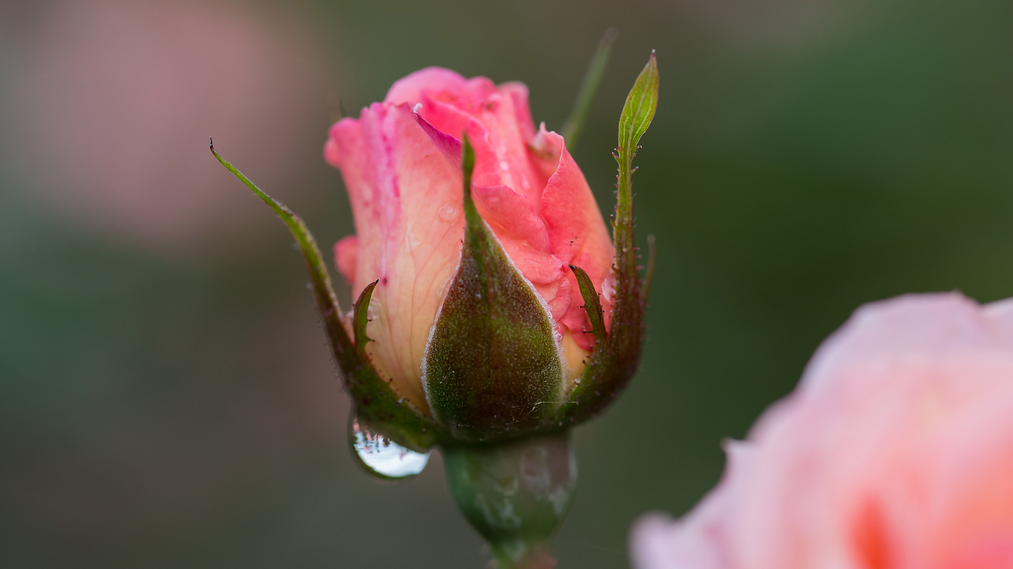 Fertilizing Roses: Everything You Need to Know for Optimal Growth