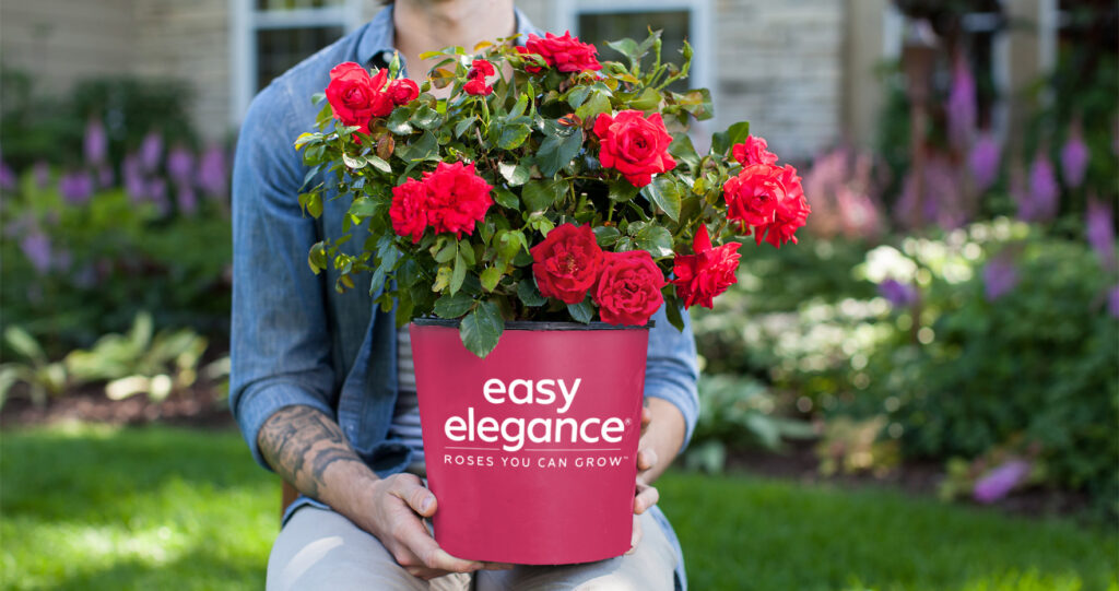 Shopper holding Easy Elegance Roses