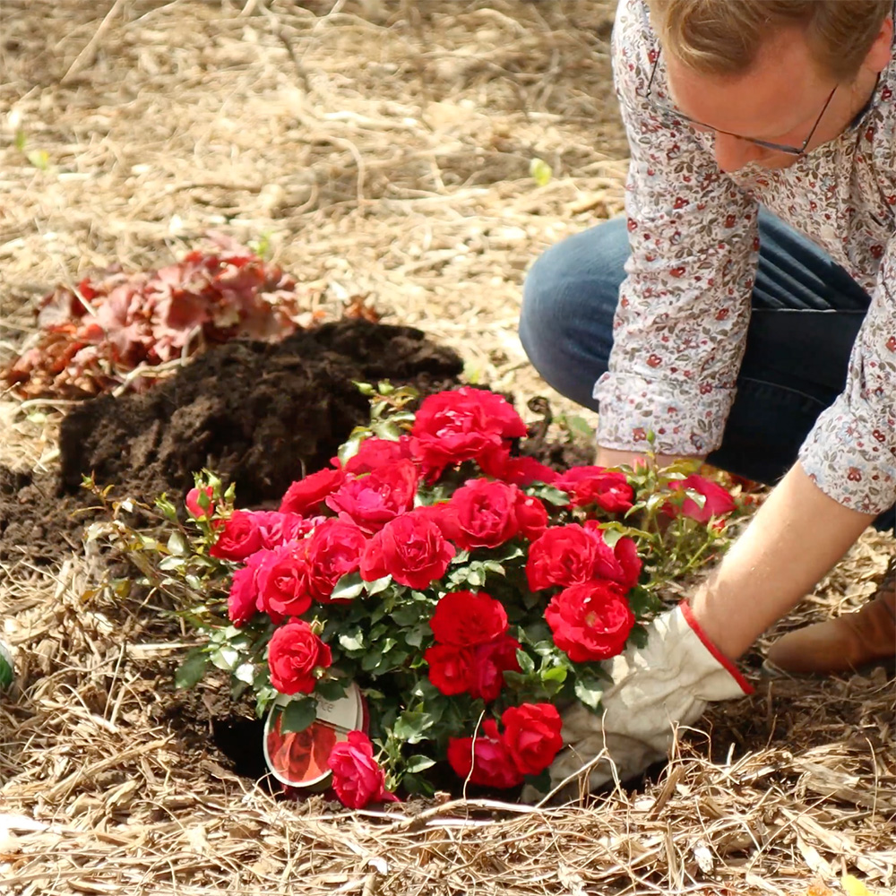 Garden Gab™ How to Plant Roses Easy Elegance