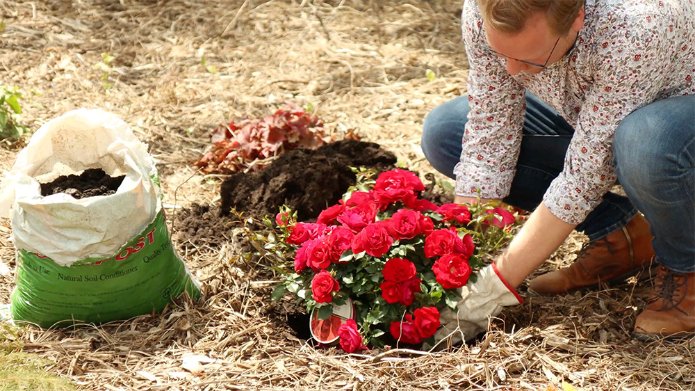Planting Easy Elegance Roses in the ground
