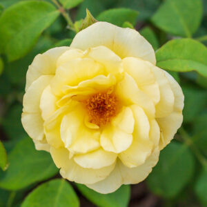 yellow High Voltage Rose bloom