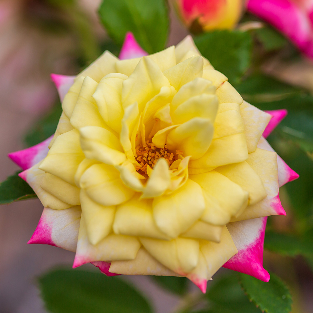 Music Box Rose with yellow, pink, and white colors