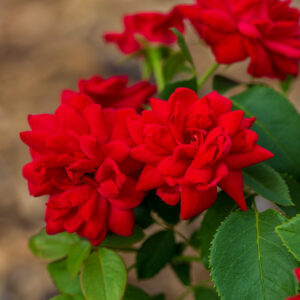 Cluster of red Super Hero Rose bloooms