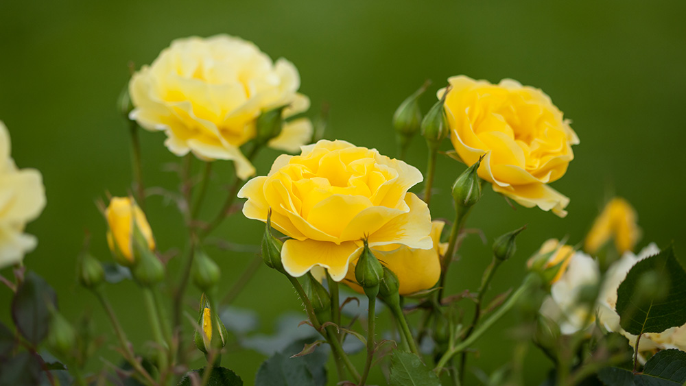 Yellow Submarine Roses 