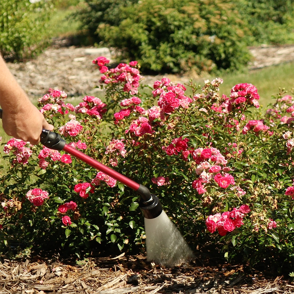 Properly Watering Roses How Often Should You Water Your Rose Bushes