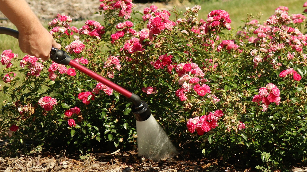 hose watering base of rose bush