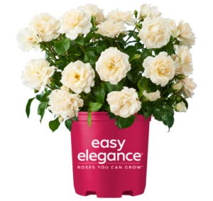 Champagne Wishes Easy Elegance Roses in full bloom