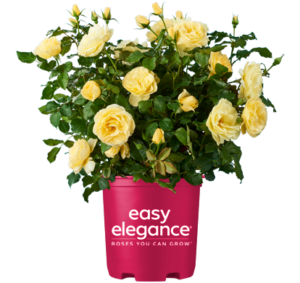 High Voltage Easy Elegance Roses in full bloom