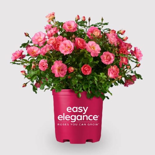 Easy Elegance Roses