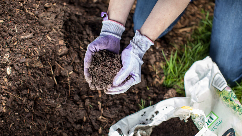 The Best Soil for Roses | Easy Elegance