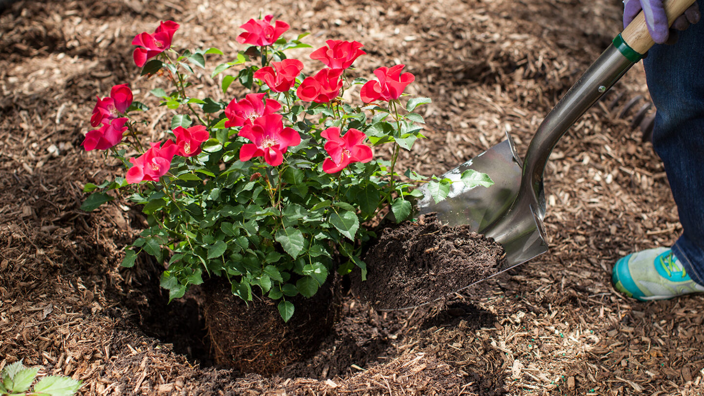 The Best Soil for Roses Easy Elegance