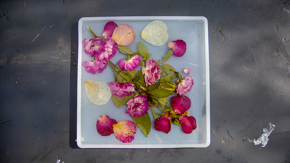 pressed roses being preserved in resin