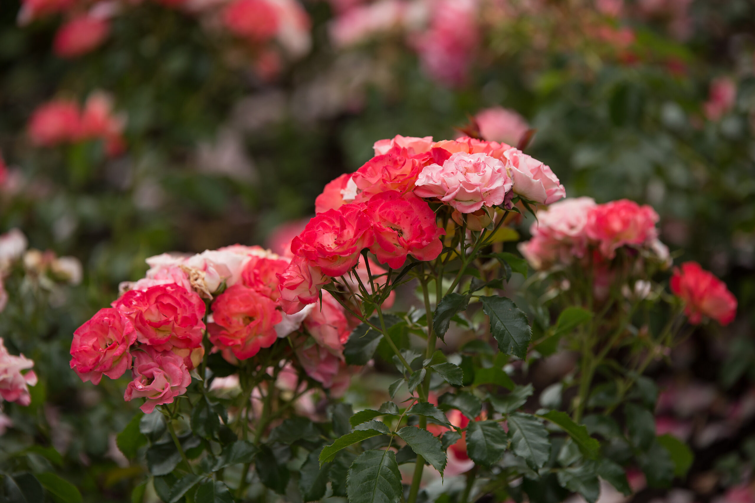 Easy Elegance Coral Cove Rose