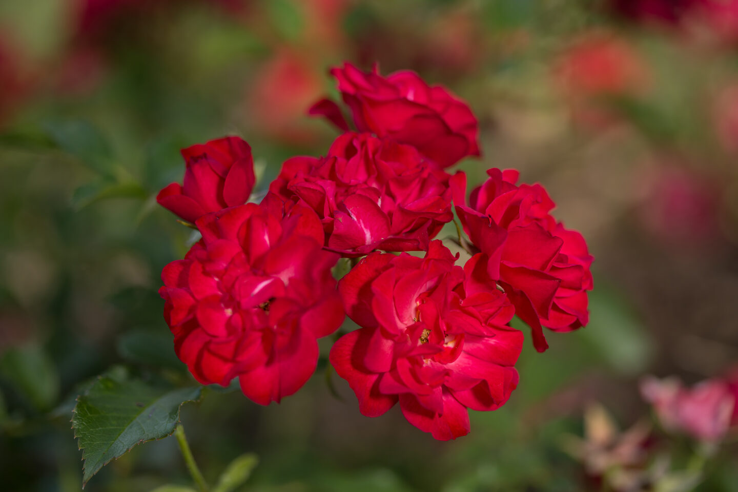 Rose Planting Guide for Fall | Easy Elegance
