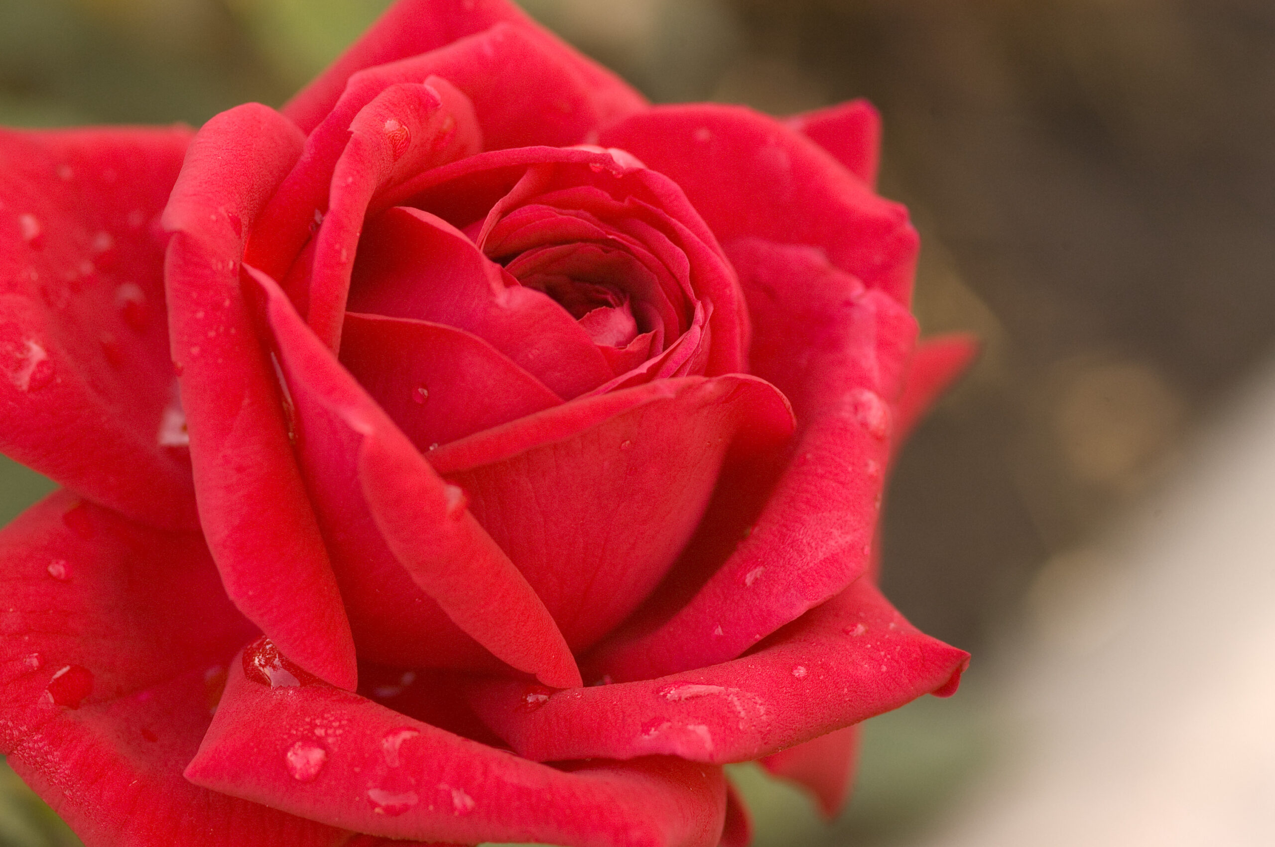 understanding-hardiness-zones-for-roses-easy-elegance