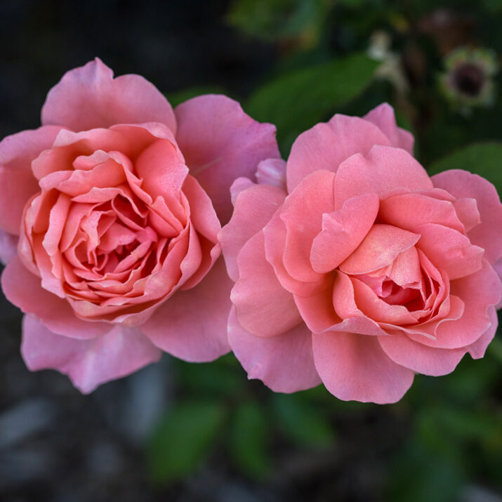 How to Overwinter Roses in Containers | Easy Elegance