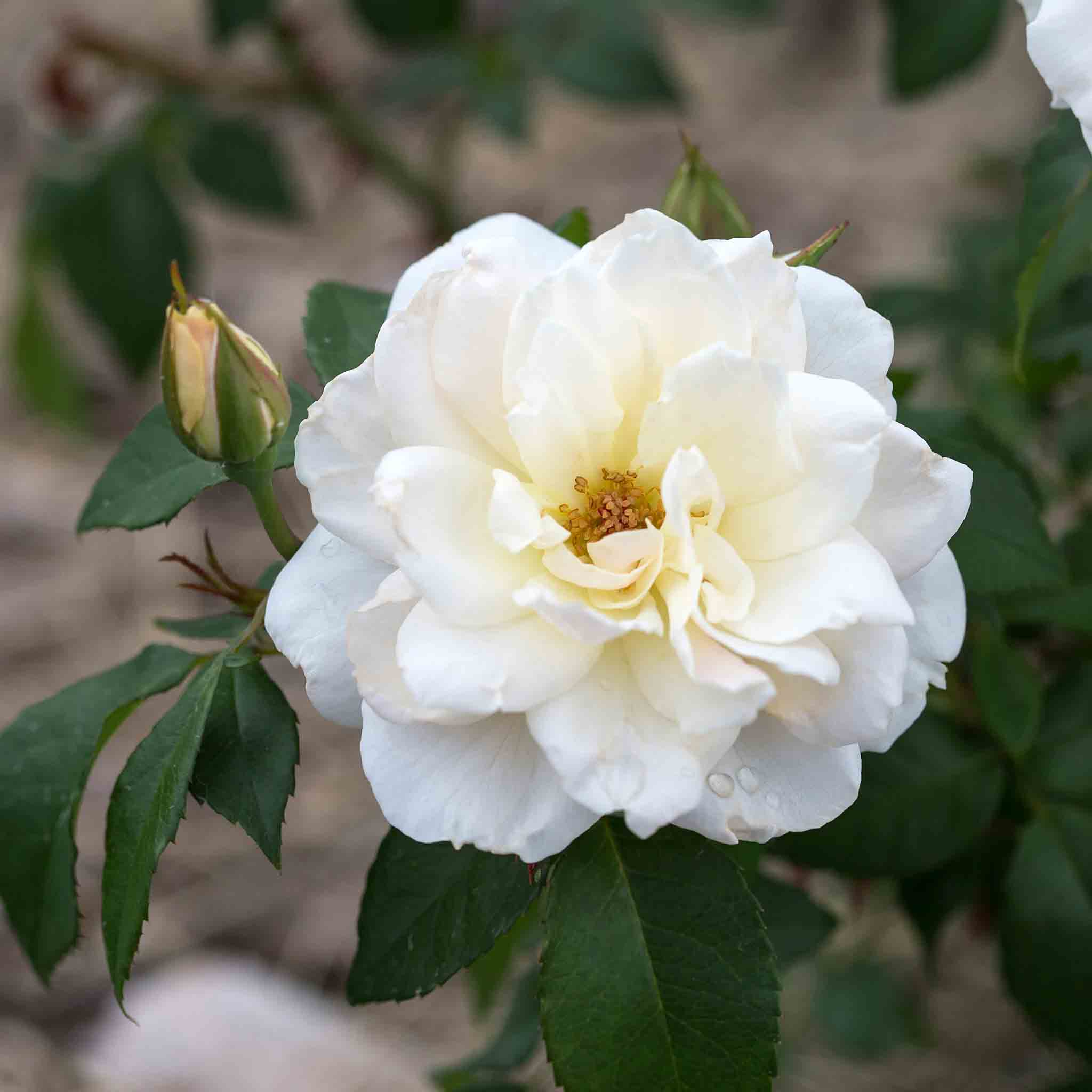 Guide to White Roses: Meaning, Care Tips, and Landscape Inspiration ...