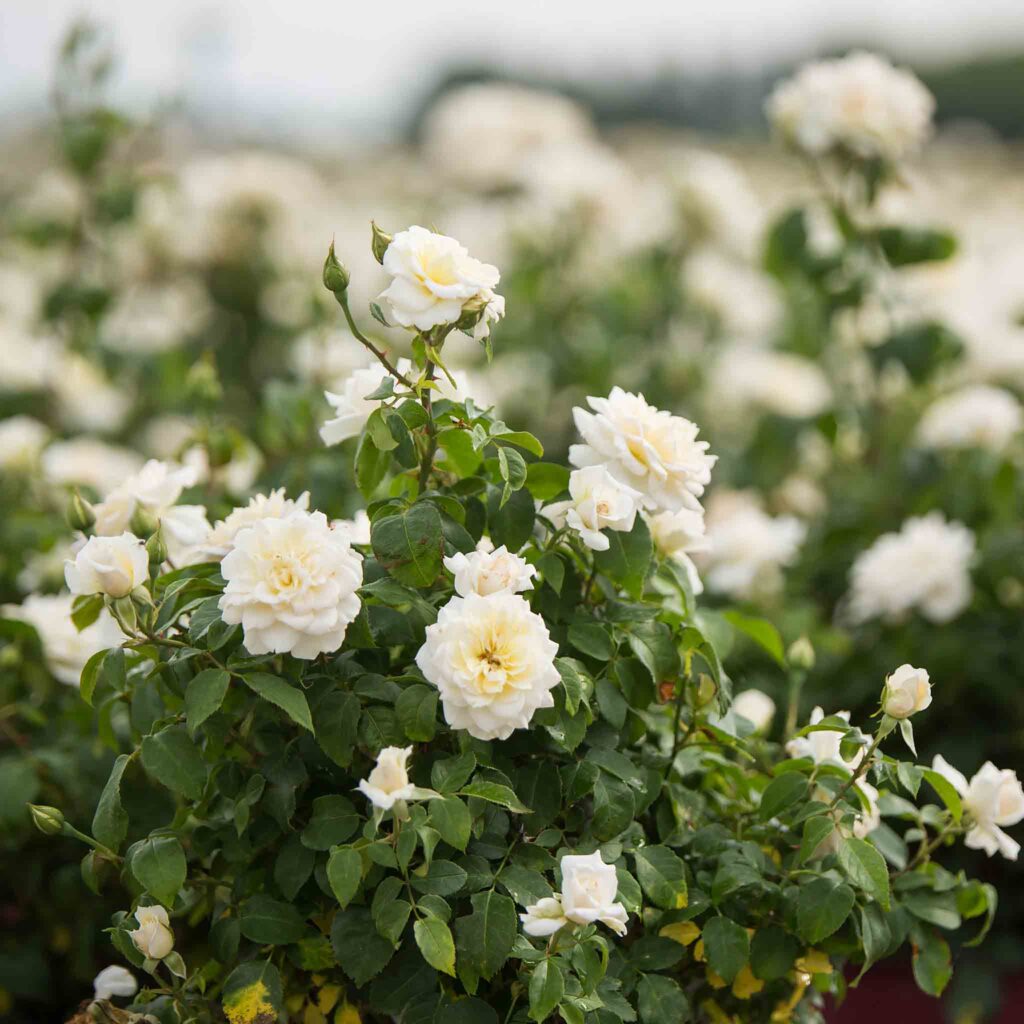 Guide to White Roses: Meaning, Care Tips, and Landscape Inspiration ...