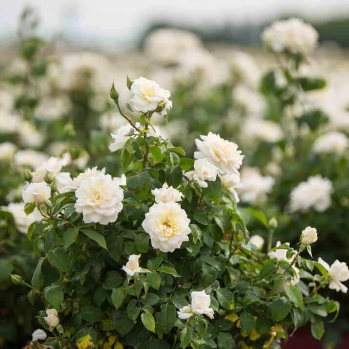 Planting White Roses Guide to White Roses: Meaning, Care Tips, and Landscape Inspiration ...