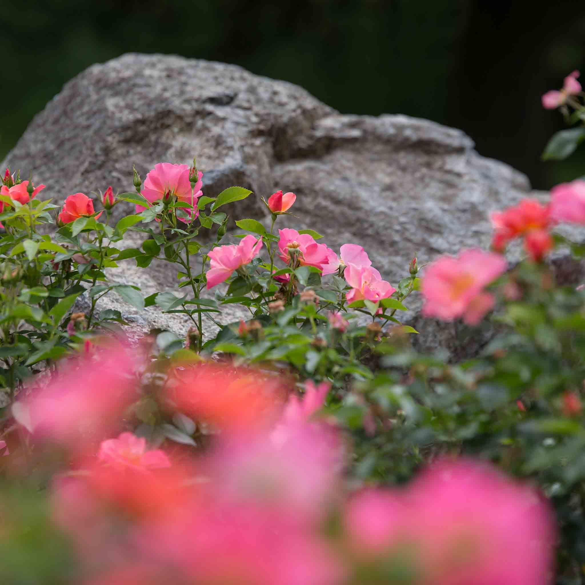 Understanding Hardiness Zones for Roses Easy Elegance