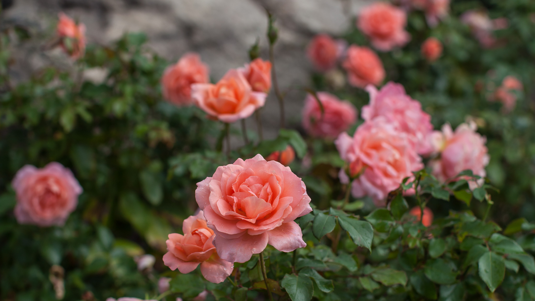 Landscaping with Fragrant Roses High Voltage and Sweet Fragrance